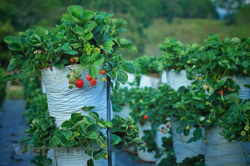  En 2021, Dalat Hasfarm compte expédier à titre d’essai sur le marché japonais environ 1,3 million de tiges de calimero. D’ici 2022, cette fleur sera exportée largement vers différents marchés d’Asie - Pacifique. Déjà présente dans dix pays du monde, Dalat Hasfarm a été choisie par la revue américaine Flowers Tech comme "le premier exportateur de fleurs en Asie du Sud-Est". Quant à elle, la compagnie Rung Hoa Dà Lat (littéralement "Forêt de fleurs de Dà Lat") est surnommée "la Banque de semences de fleurs du Vietnam". Son laboratoire, équipé d’une chaîne de production moderne française, est capable de produire in vitro quelque 24 millions de pieds par an, dont une grande quantité exportée. Photo : VietnamPlus