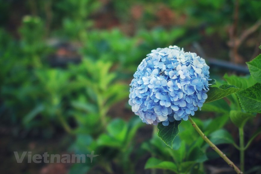  Ces derniers temps, Dà Lat est aussi devenue une grande exportatrice de fleurs fraîches. "La quantité de fleurs exportées ne représente actuellement que 10% de la production annuelle", informe Nguyên Van Bao, directeur en chef adjoint de Dalat Hasfarm, première compagnie exportatrice de fleurs du Vietnam. La recherche de semences de bonne qualité et la culture de fleurs standardisées exportables sont au cœur de la stratégie de Dalat Hasfarm. Le groupe importe des semences de fleurs rares, et crée par croisement de nouvelles variétés. La compagnie a ainsi réussi à créer 350 variétés de calimero de couleurs différentes, et est capable de fournir sur le marché domestique des centaines de millions de jeunes plantes et de tiges par an. Photo : VietnamPlus