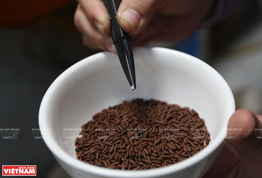Les grains de riz torréfiés. Photo: VNP