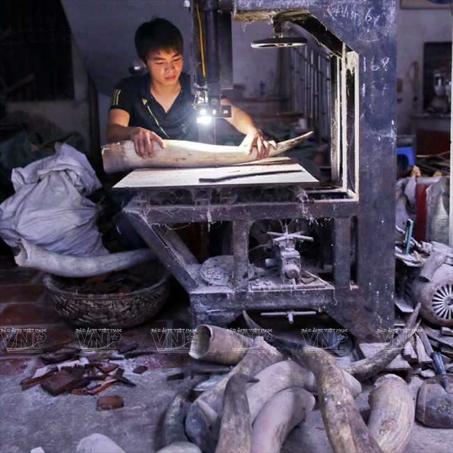 La corne de boeuf, matière première des produits de Thuy Ung