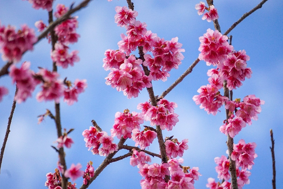 Les fleurs de cerisier (sakura) sont une fleur traditionnelle du Japon qui fleurit au printemps. Phot: VNA 