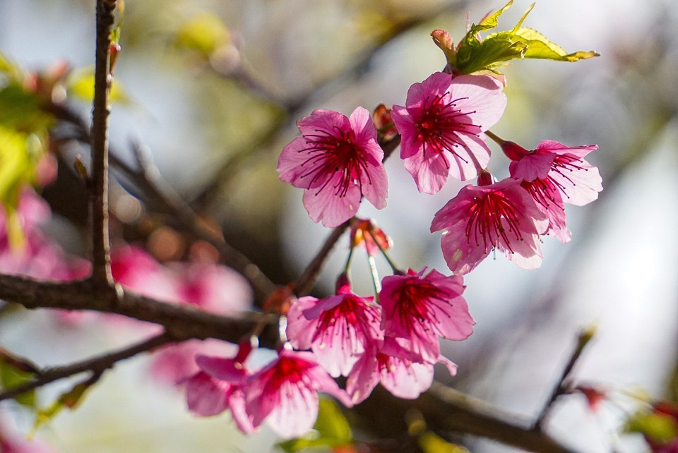 Les fleurs de cerisier ont trois couleurs principales: le rouge, le rose et le blanc. Photo: VNA