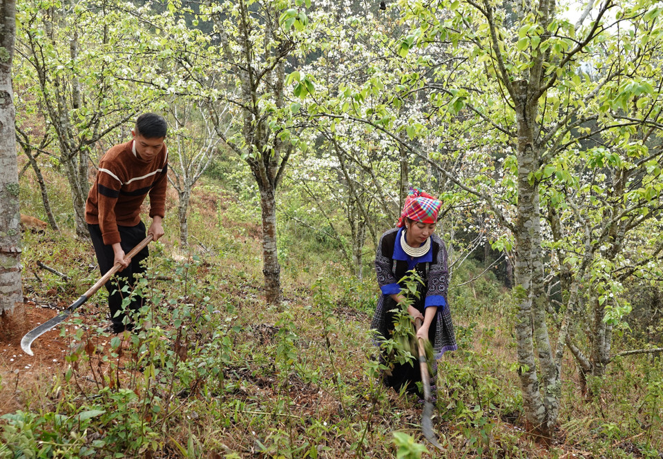Dans la commune de Pung Luong, district de Mu Cang Chai, il existe actuellement de nombreux modèles de culture de poires qui apportent une grande efficacité économique.