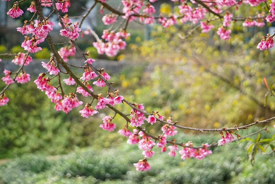 Les fleurs de cerisier semblent tout à fait adaptés au sol et au climat du Vietnam. Photo: VNA