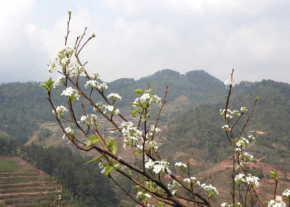 La fleur de poirier est l'une des fleurs typiques de la commune de Pung Luong, district de Mu Cang Chai.