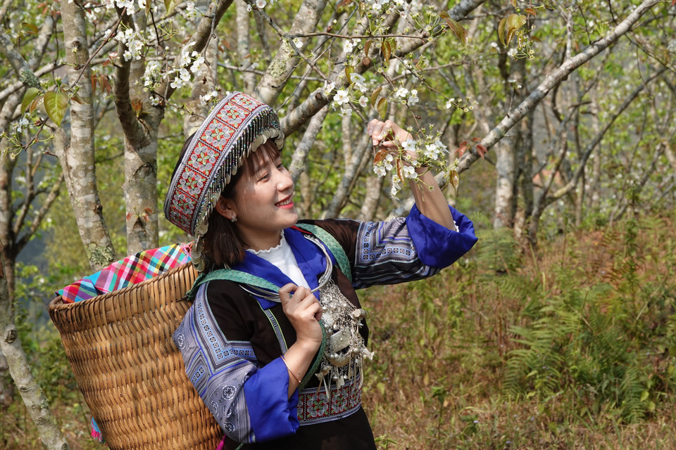 Les touristes se rendent à Mu Cang Chai pour prendre des photos dans les vergers de poiriers. Celle-ci a loué un costume ethnique pour la photo.