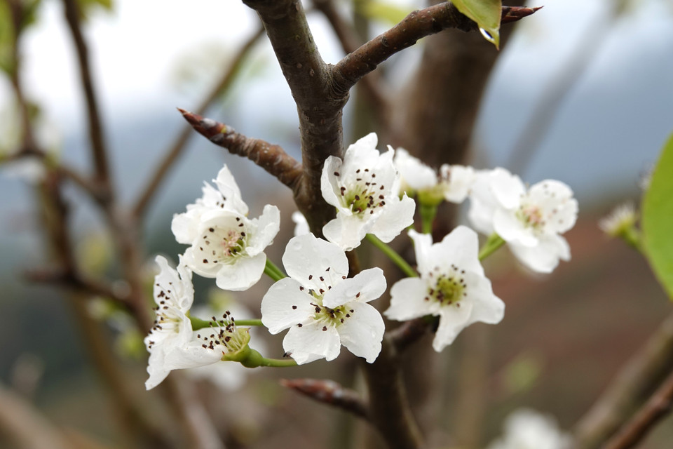 Les fleurs de poirier ont une beauté pure, fragile et rustique.