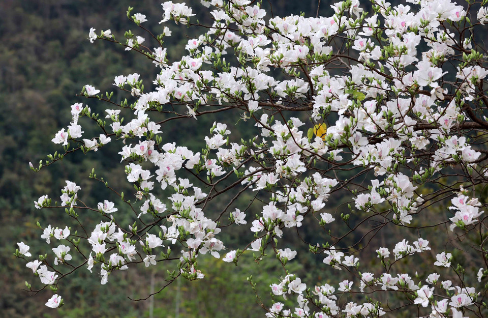 Au début des années 2000, le chef-lieu de Dien Bien Phu d'autrefois (la ville de Dien Bien Phu d'aujourd'hui) a commencé à planter des fleurs de bauhinie.