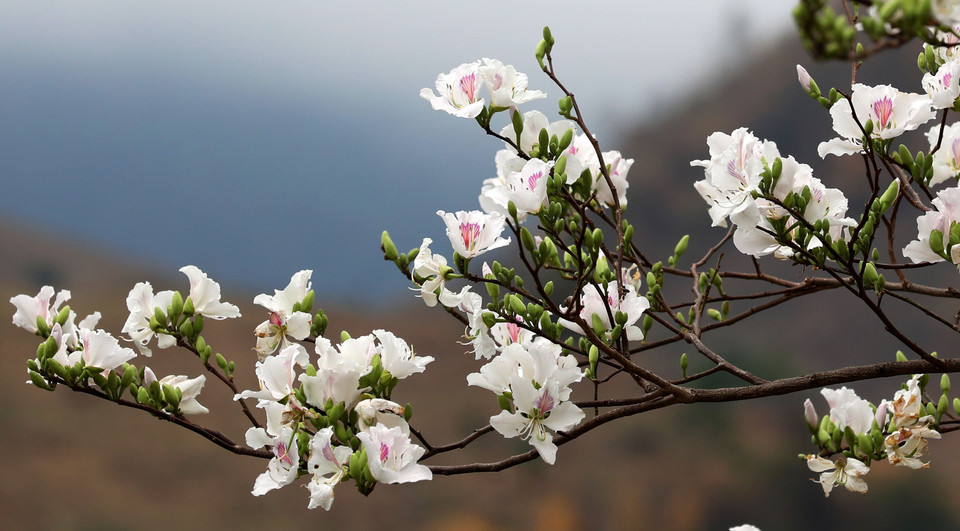 La bauhinie est une fleur typique de Diên Biên et de la région du Nord-Ouest. Le Festival des fleurs de bauhinie de Diên Biên a débuté le 16 mars sur la place du 7 mai.