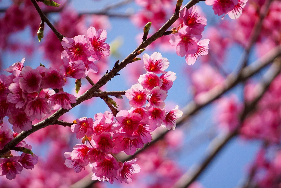 Au Vietnam, les fleurs de cerisier sont cultivées dans des zones de haute montagne telles que Sapa (Lao Cai), Moc Chau (Son La), Mang Den (Kon Tum), Da Lat... Photo: VNA