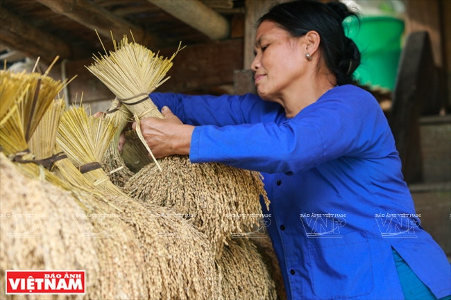 Les Tày de la commune de Phuong Dô conservent les bottes de riz gluant les plus parfumées pour accueillir les invités de marque. 