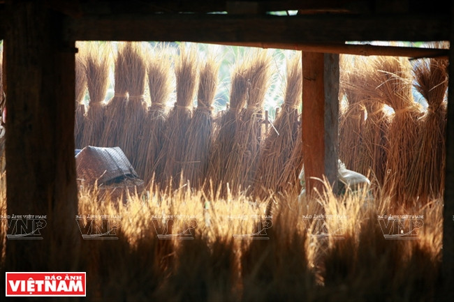 Après chaque récolte, les pailles de riz servant de combustible ou d’aliment pour le bétail sont mises sous le plancher. 