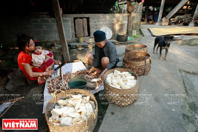 Traitement du manioc pour le séchage. 