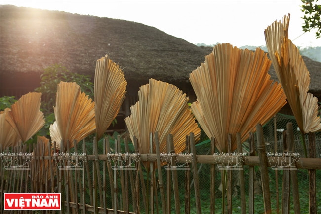 Séchage des feuilles de palmier pour la réparation du toit. 