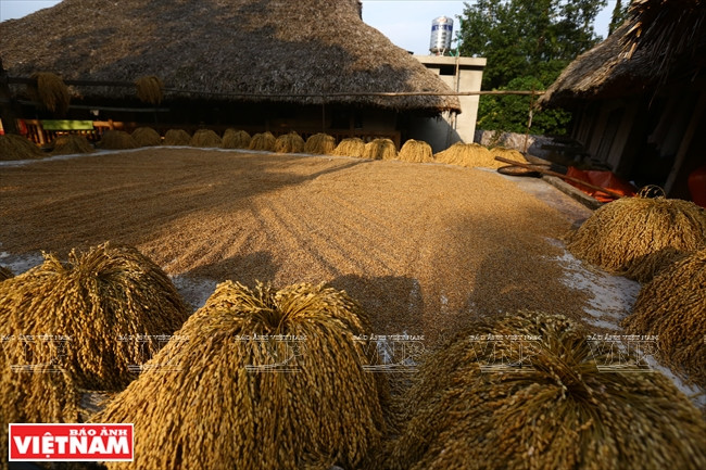 Une aire de séchage de riz après la récolte représente la prospérité. 