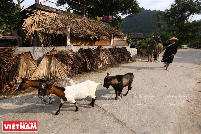 En plus de la culture du riz aquatique, les Tày de la commune de Phuong Dô élèvent des chèvres. 