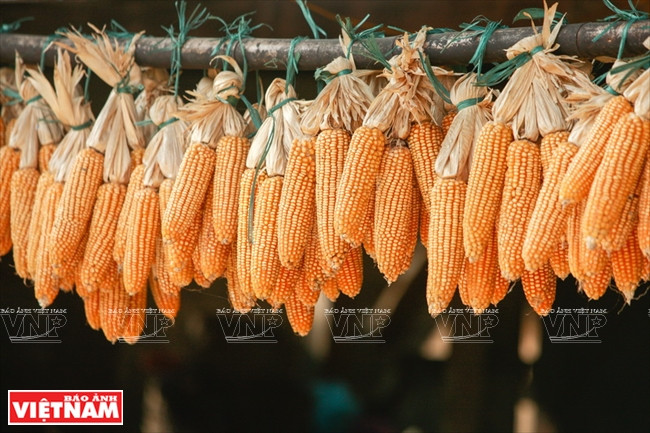 Touffes d’épis de maïs qui serviront de semence pour la prochaine récolte. 