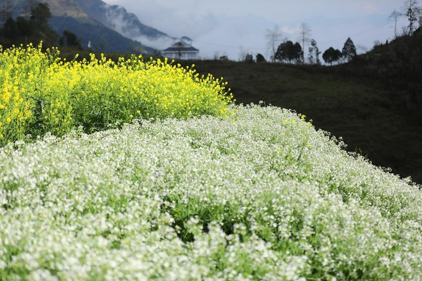 Outre des fleurs de pêcher, les visiteurs sont également fascinés par les paysages colorés de fleurs printanières.