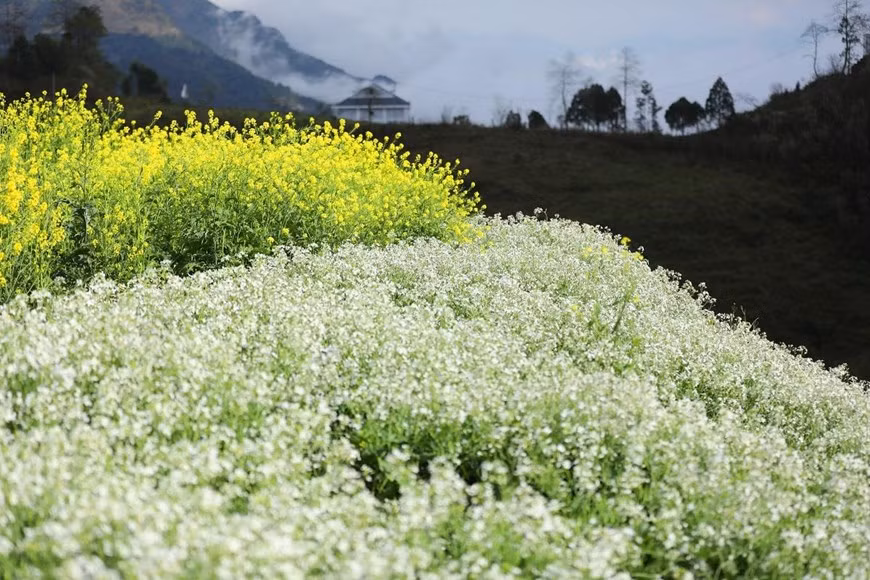 Outre des fleurs de pêcher, les visiteurs sont également fascinés par les paysages colorés de fleurs printanières.
