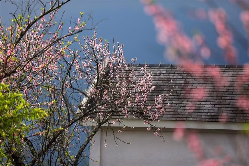 Admirant les fleurs des centaines pêchers, les visiteurs peuvent ressentir clairement l'atmosphère printanière.