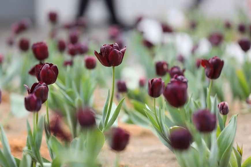 Les fleurs de tulipes des Pays-Bas contribuent à la brillante atmosphère printanière du Fansipan