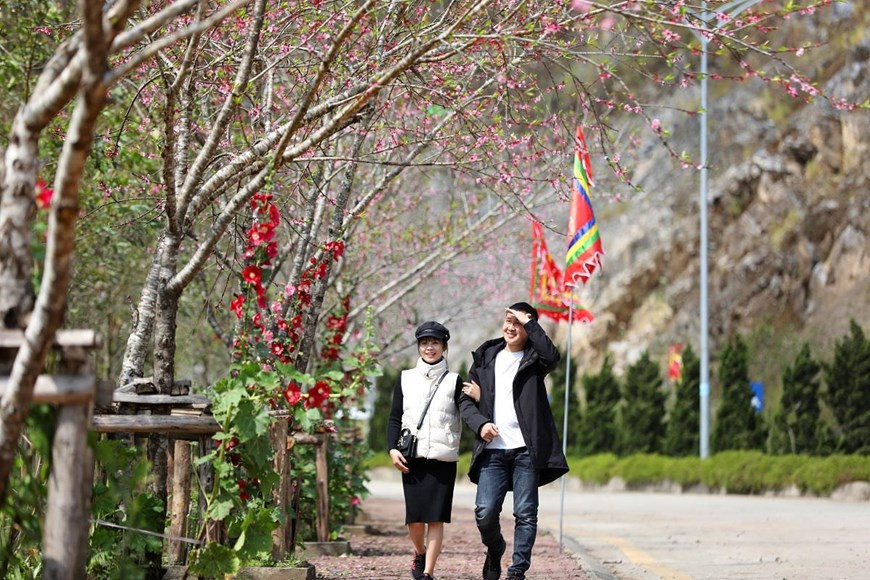 La rue Nguyen Chi Thanh, menant au site touristique Sun World Fansipan Legend, est teinte en rose par des fleurs de pêche qui s’épanouissent.