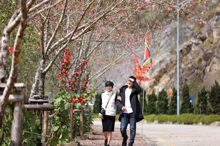 La rue Nguyen Chi Thanh, menant au site touristique Sun World Fansipan Legend, est teinte en rose par des fleurs de pêche qui s’épanouissent.