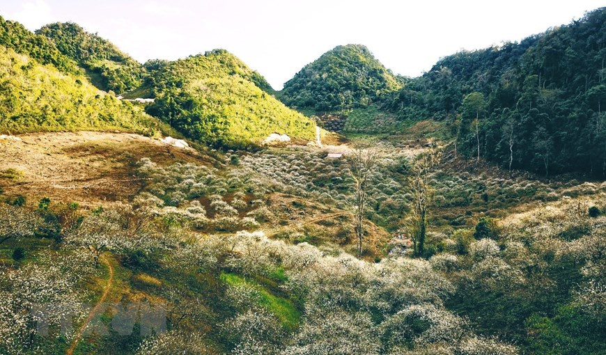  D’une une superficie totale de plus de 200 hectares, la vallée de Mu Nam est considérée comme le toit de Moc Chau, avec des forêts et des jardins de pruniers. 