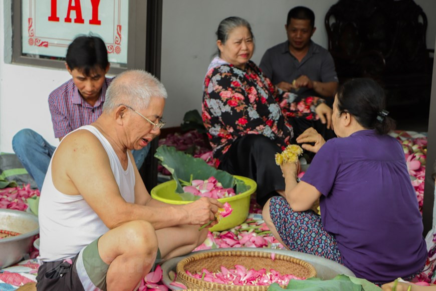  Selon M. Xiem, ce travail n’est pas difficile, mais il nécessite de la minutie et de l’exigence. Pour réaliser un thé savoureux, il faut de bon matin, cueillir à la main des fleurs à peine épanouies. Celles-ci sont transportées rapidement à domicile. Puis, les artisans enlèvent les pétales et détachent les étamines, appelées ''gao sen''. C’est l’ingrédient le plus important qui détermine la qualité et l’arôme du thé. Un kilo de trà sen nécessite de 1.000 à 1.200 lotus. Les artisans saupoudrent une couche d’étamines sur le thé. On répète cette étape en alternance, thé et étamines. Ensuite, le thé est séché complètement, avant d’être conservé dans des vases ou des bouteilles en verre. Photo : Vietnamplus
