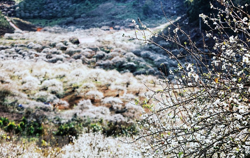  En venant dans la vallée de Mu Nau dans le chef-lieu de Moc Chau, province montagneuse de Son La (Nord), les visiteurs peuvent admirer la floraison des pruniers. 