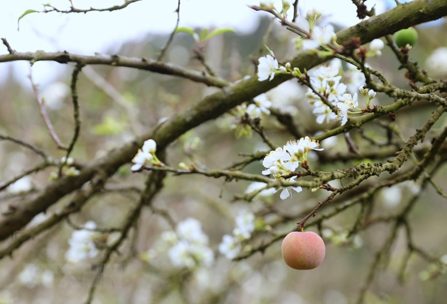  On peut voit des fruits verts et rouges au milieu des fleurs blanches.