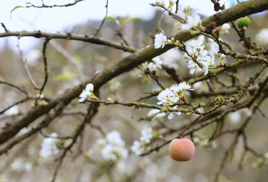  On peut voit des fruits verts et rouges au milieu des fleurs blanches. 