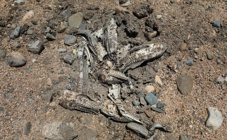  Poissons morts dans le lit de la rivière Lu, dans le district de Thuan Nam,. 