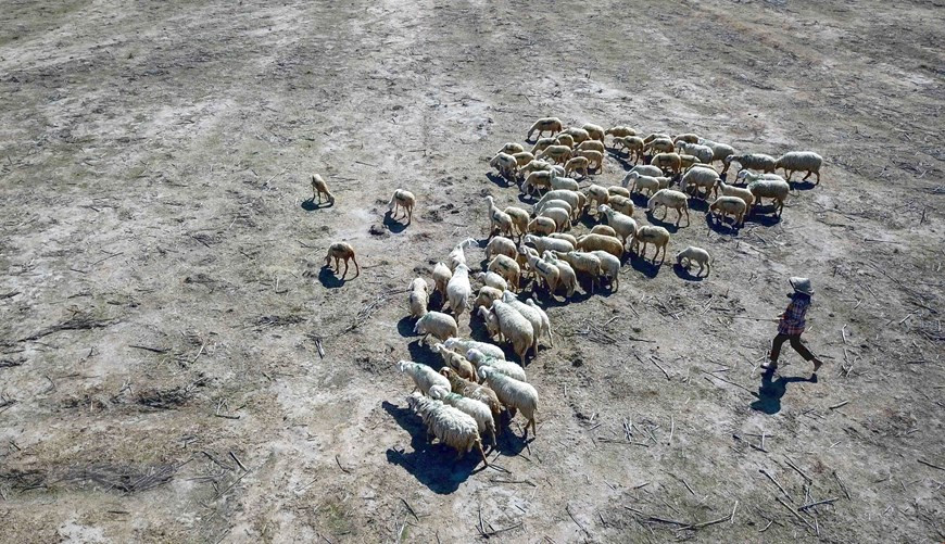  Troupeau de moutons dans le district de Thuan Nam cherchant leur nourriture dans les champs arides dévégétalisés en raison de la sécheresse prolongée.