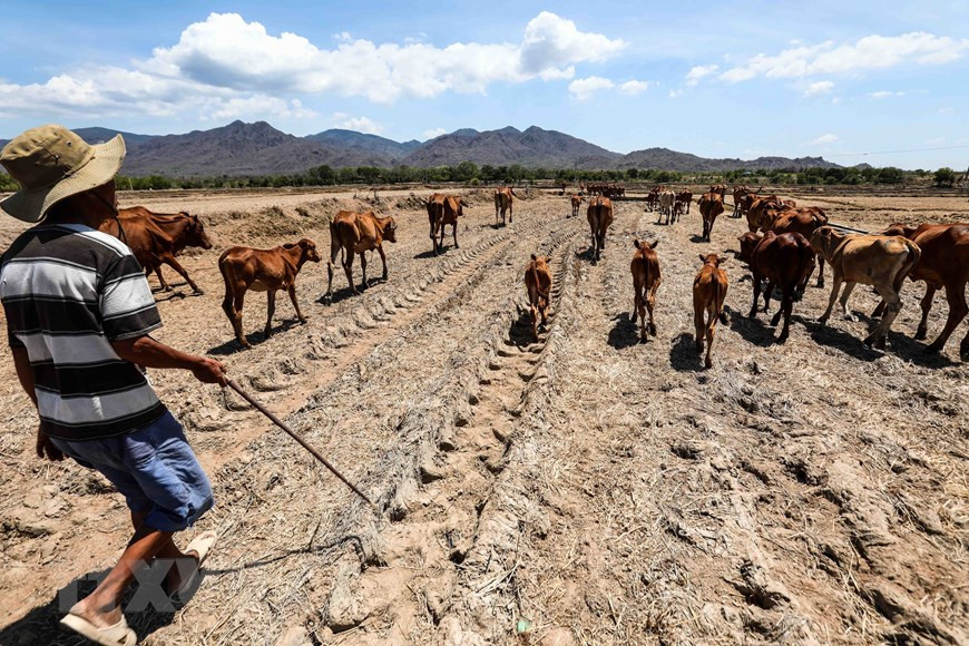  Les bovins cherchent également leur nourriture dans les champs arides.