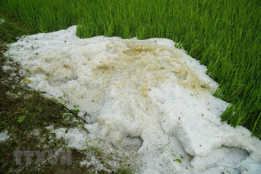  Les grêlons ont endommagé les rizières et autres cultures.