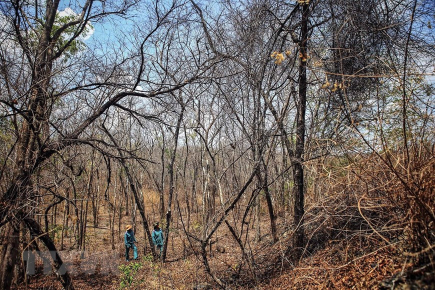De nombreuses superficies forestières du district de Ninh Son sont sèches. 