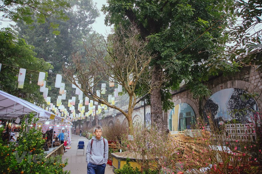  Le marché aux fleurs de Hàng Luoc est un marché aux fleurs célèbre de longue date à Hanoï. Le marché ne se réunit qu'une fois par an, durant une ou deux semaines avant le Têt. Cette année, un abricotier de cent ans a été vendu à 4 milliards de dôngs au marché aux fleurs de Hang Luoc. Cet abricotier de plus de 120 ans a été transporté de Hue à Hanoï, à l'occasion du Nouvel An du Rat. L'abricotier de plus de 3 mètres est taillé jusqu'au bout pour stimuler la floraison au moment du Têt. Les abricotiers sont précieux en raison de leur âge élevé. Photo: Vietnamplus