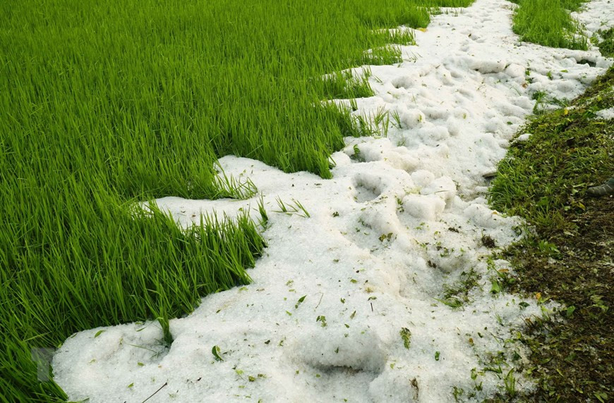  Grêlons dans des rizières de la commune de Hua Thanh, district de Dien Bien.