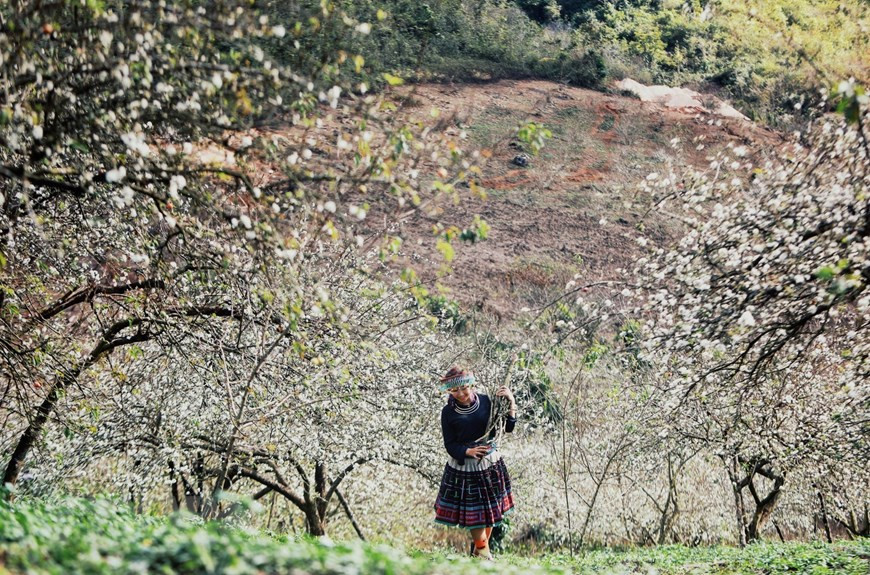  Des touristes contemplent les jardins de pruniers. 