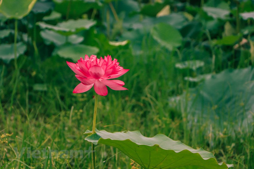  La venue de l’été est accompagnée des chants des cigales qui envahissent les quartiers de Hanoï. C’est alors le début de la floraison des lotus et de l’aromatisation du thé des Hanoïens. À l’aurore, quand la nuit fait place aux premiers rayons du soleil, au sein de l’immense espace du lac de l’Ouest, la couleur rose des lotus se mêle harmonieusement au vert tendre des grandes feuilles qui recouvrent la surface de l’eau. Délicatement, les habitants cueillent les fleurs à peine épanouies, encore timides sous les feuilles. Une demi-heure s’écoule et les barques se remplissent de fleurs savamment ordonnées. Elles sont prêtes pour les rites du thé. Photo : Vietnamplus