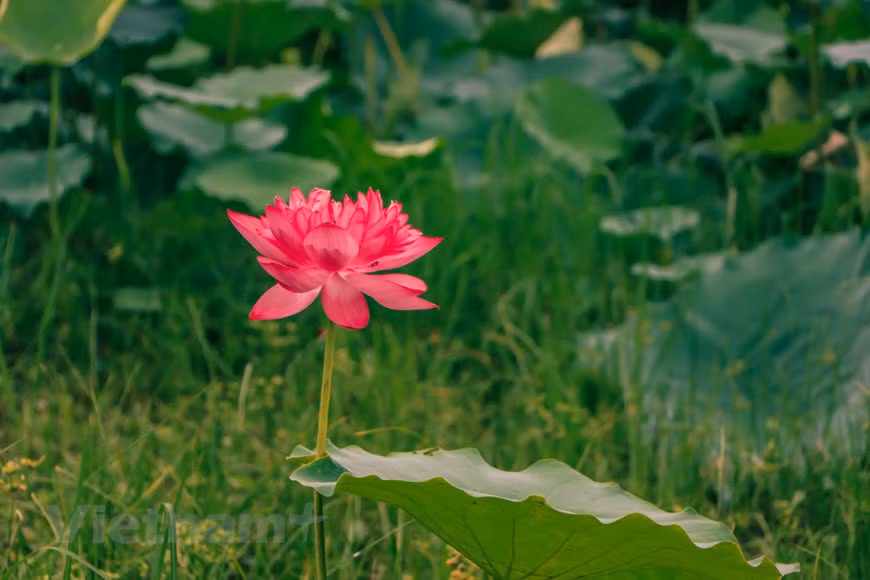  La venue de l’été est accompagnée des chants des cigales qui envahissent les quartiers de Hanoï. C’est alors le début de la floraison des lotus et de l’aromatisation du thé des Hanoïens. À l’aurore, quand la nuit fait place aux premiers rayons du soleil, au sein de l’immense espace du lac de l’Ouest, la couleur rose des lotus se mêle harmonieusement au vert tendre des grandes feuilles qui recouvrent la surface de l’eau. Délicatement, les habitants cueillent les fleurs à peine épanouies, encore timides sous les feuilles. Une demi-heure s’écoule et les barques se remplissent de fleurs savamment ordonnées. Elles sont prêtes pour les rites du thé. Photo : Vietnamplus 
