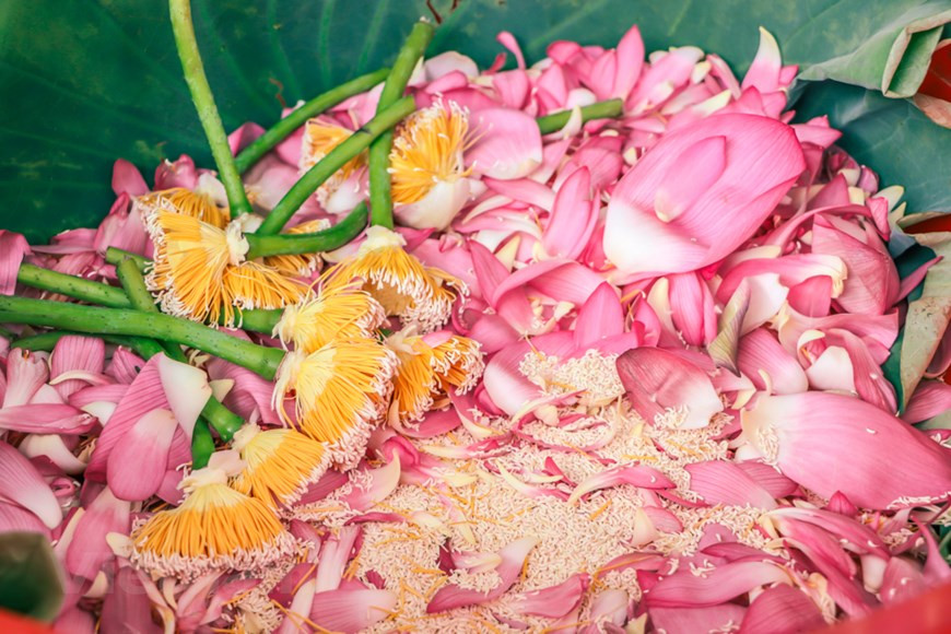  Personne ne sait depuis quand le métier d’aromaticien du thé est né. Les techniques de l’aromatisation du trà sen, transmises de générations en générations, ont été élevées au rang d’art et séduisent toujours autant les Hanoïens. L’artisan Ngo Van Xiem, un ''témoin historique'' de ce métier, a partagé : ''En fait, tous les lotus peuvent être utilisés pour aromatiser le thé, mais les fleurs d'autres régions rendent la qualité mauvaise, ce qui ne garantit pas le parfum. Car le sol de cette région est assez spécial, le lotus a un doux parfum que l'on ne trouve nulle part''. Photo : Vietnamplus