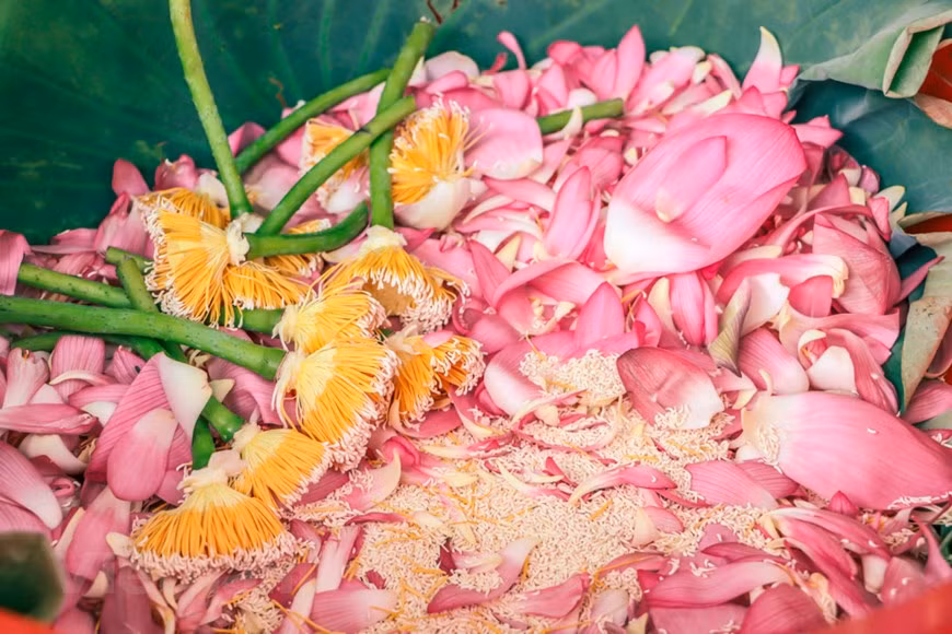  Personne ne sait depuis quand le métier d’aromaticien du thé est né. Les techniques de l’aromatisation du trà sen, transmises de générations en générations, ont été élevées au rang d’art et séduisent toujours autant les Hanoïens. L’artisan Ngo Van Xiem, un ''témoin historique'' de ce métier, a partagé : ''En fait, tous les lotus peuvent être utilisés pour aromatiser le thé, mais les fleurs d'autres régions rendent la qualité mauvaise, ce qui ne garantit pas le parfum. Car le sol de cette région est assez spécial, le lotus a un doux parfum que l'on ne trouve nulle part''. Photo : Vietnamplus 