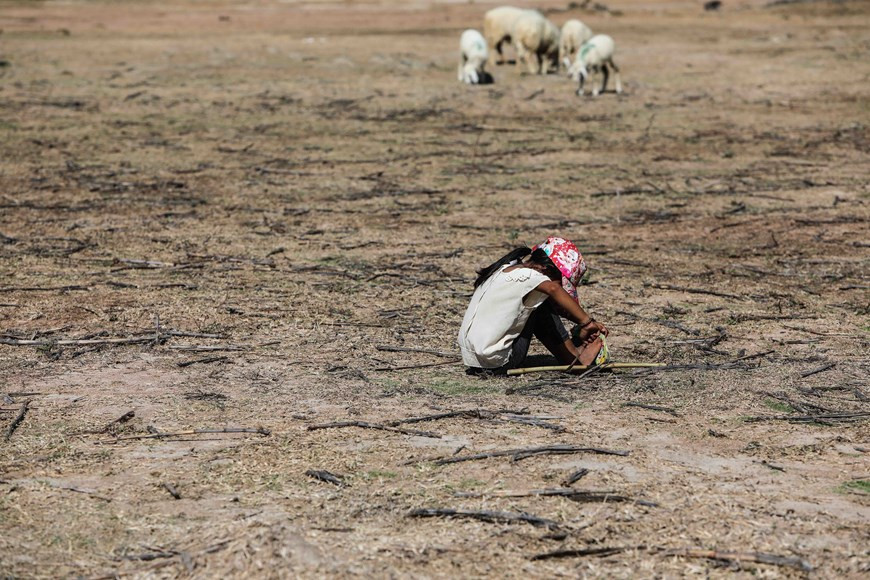  Une fillette dans le district de Thuan Nam frappé par la sécheresse, impuissante devant son troupeau de moutons qui n’a pas assez de nourriture.