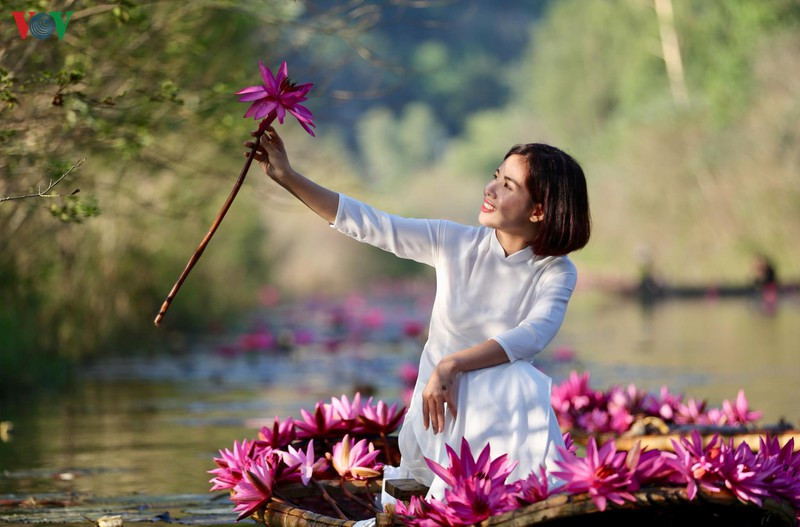 Les fleurs de nénuphars émergent de 10 à 20 cm au-dessus de la surface de l'eau, les jeunes feuilles sont brun rougeâtre et se transforment progressivement en vert brillant.