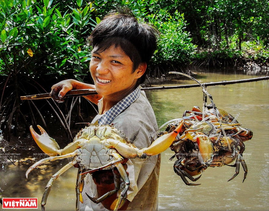 Capture de crabes au Cap Cà Mau. 