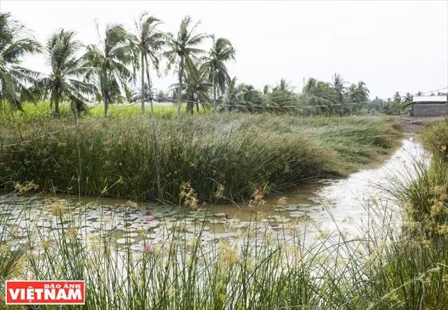 Un champ de souchet de Malacca au village de Ca Hom-Ben Ba.