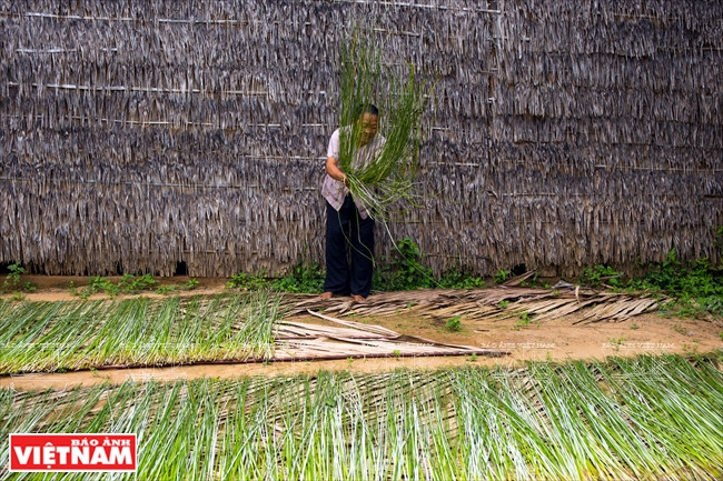 Séchage des tiges de souchet de Malacca.