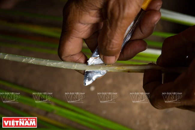 La tige de souchet de Malacca est la matière première des nattes
